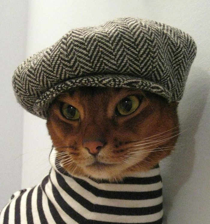 roligt foto Cat fransk-hat Beret Hat