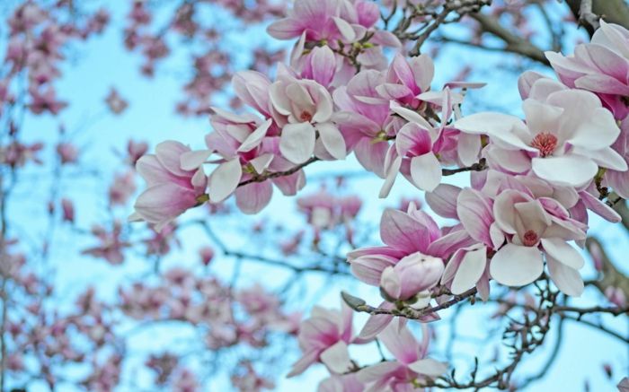 Magnolia, ružovo-biele kvety, kvetinové druhy od A do Z, nádherné kvitnúce vetvy