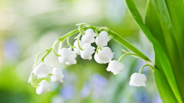 crin de primăvară alb frumos-vale-floare