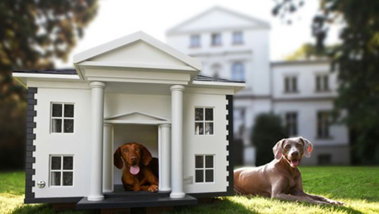 hund-house-of-smak-of-arkitektur-in-bakgrunds särskilt-chic-ädla