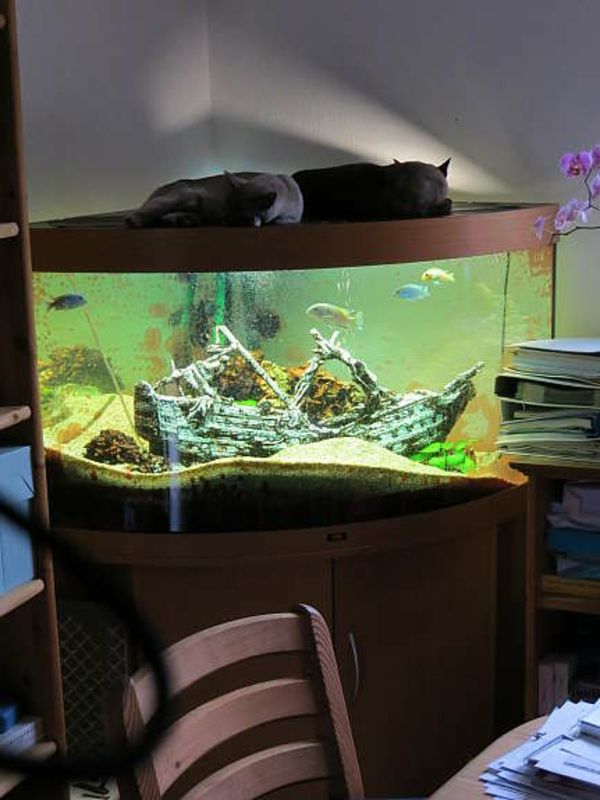 morský akváriový obchod - dve mačky ležia na ňom