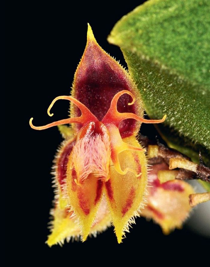podivne Orhideen druhovo čierne pozadie