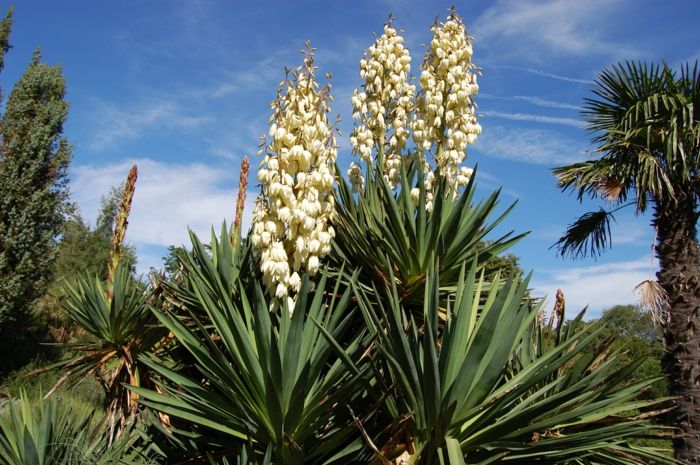 Bald, yucca, yucca plante, palmer med hvite blomster, trær, blå himmel med hvite skyer