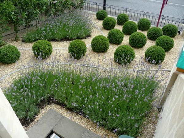 Bile de plante pentru un design grădină interesant