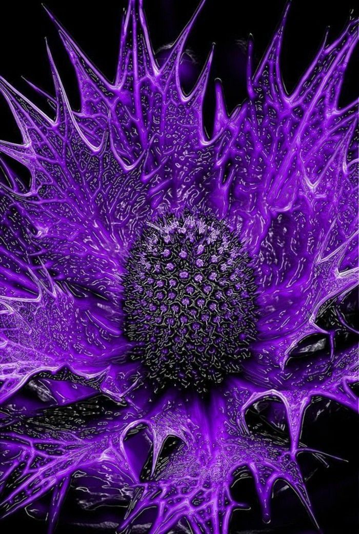 skrivnostno in eksotične cvetja sorte-možina-v-vijolične barve