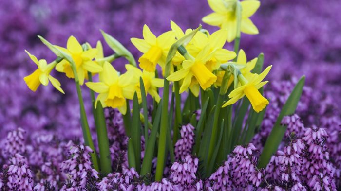 šlovingieji pavasario pasiuntiniai, geltonos narcizai, spalvotas kontrastas violetinė ir geltona, nuotraukos ir informacija apie gėlių rūšis