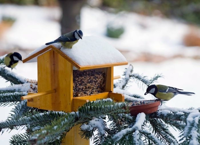 Vul houten nestkast met zaden, sneeuw op het dak, drie vogeltjes, pijnboomtakken, bedekt met sneeuw