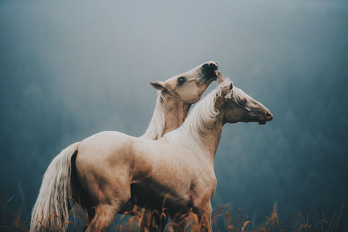brune hester med blå og svarte øyne og en hvit hale, en tett hvit mane, gress og skog med grønne trær