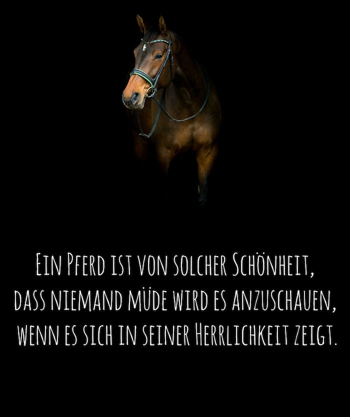 her viser vi deg et bilde med en brun hest med svarte øyne og en kort hest som sier, hyggelig hest å si