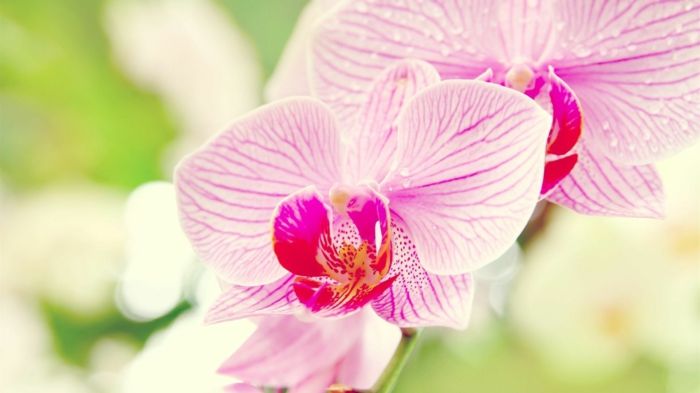 Orchidėja, maloni, rausva žiedų, gėlių mėgėjų tapetai, gėrė gėlių pasaulį