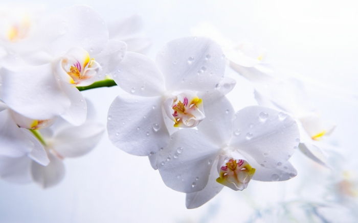 biela orchidea, biele pozadie, jemné kvety, vychutnajte si kvetinový svet, krásy pre každú sezónu
