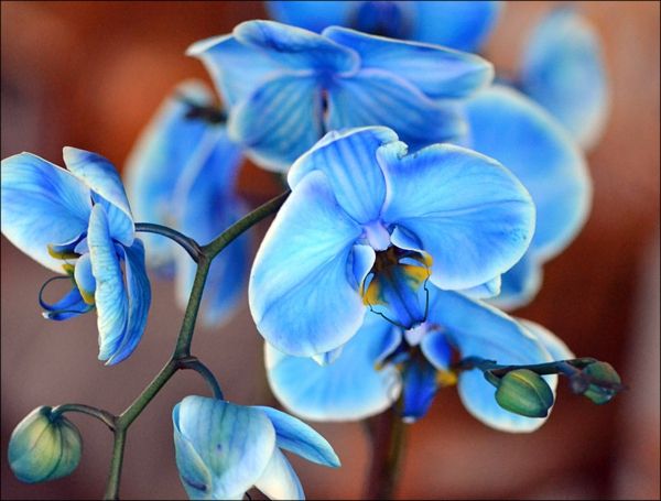 orkide bakımı-orhideen-buy-mavi-orkide