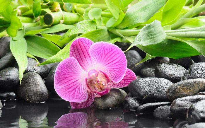 violetinė orchidėja, bambukai ir smulkūs akmenys fone, tapetai su skirtingais gėlių tipais