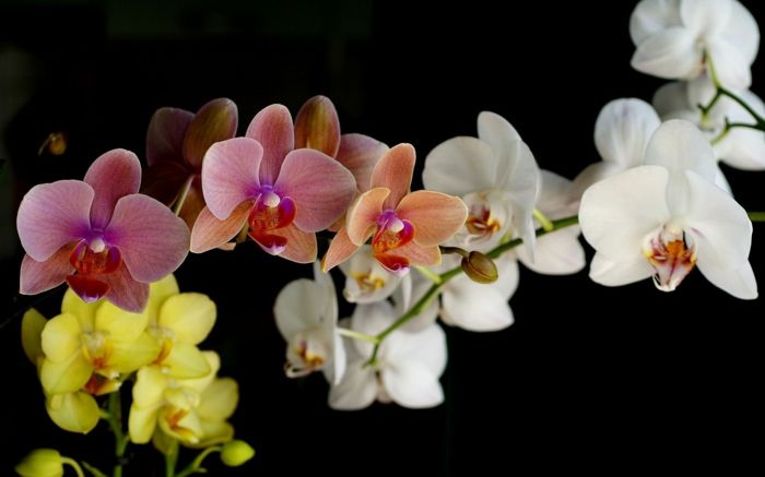 Orchidėjos skirtinguose atspalviuose - balta, rožinė, geltona, puiki dovana brangiai panelei