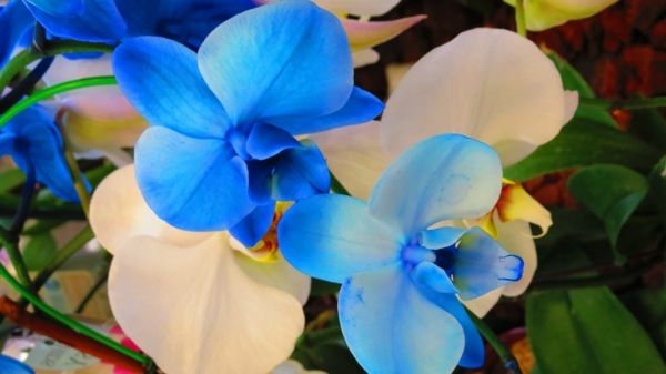 orhideje-v-modro-belo cvetlično dekoracijo Dekoracija-orhidej nego