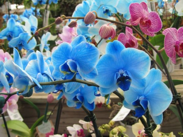 orkide bakımı-Çiçek Deco mavi orkide kesilmiş