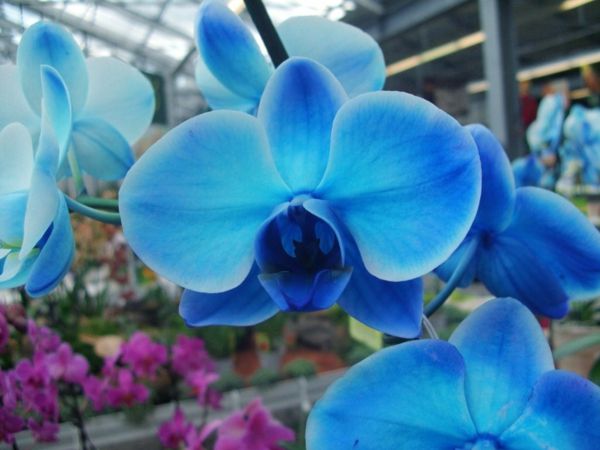 orhideja-nega-orhidej-modro-cvetje-deco-v-modra