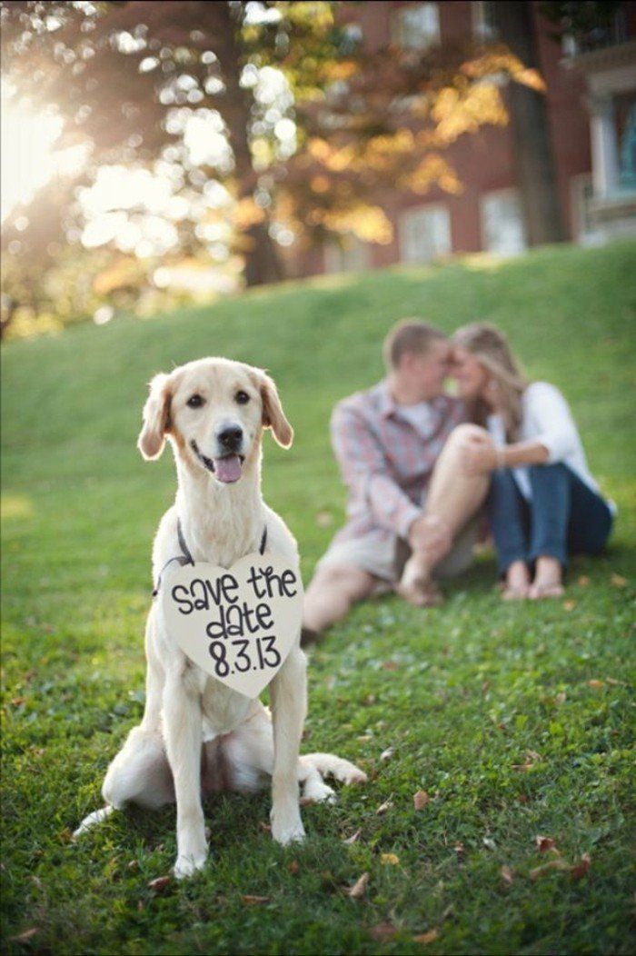 Prvotni poročna fotografija pes z Vabilo