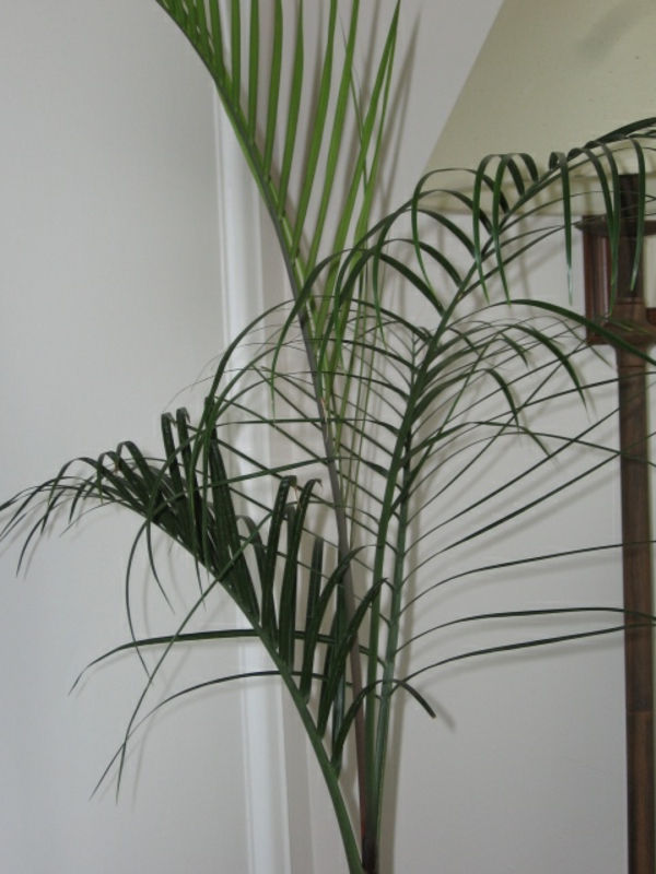 palm-tree-plant-super-beautiful-za ním je biela stena