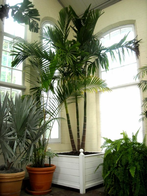 Palmová rastlina v rohu