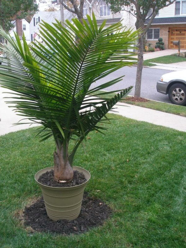 palmy-druhy-veľmi zaujímavé-vonku v hrnci