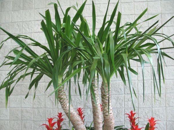 Palmeira-plantas-verde-behind é uma parede branca
