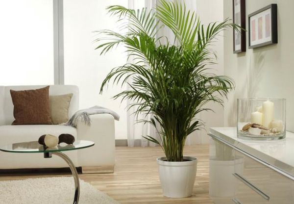 palmy - vnútorné rastliny v bielej izbe - vedľa niekoľkých dekoratívnych sviečok