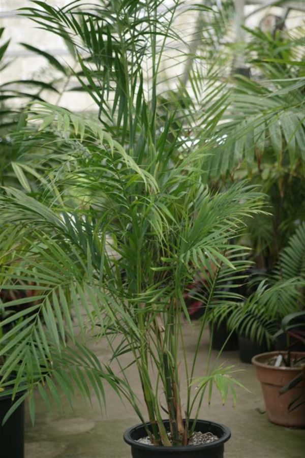 palmové druhovo izbové rastliny, veľmi veľký, krásny pohľad
