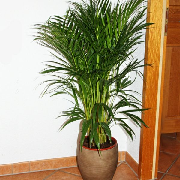 palmeiras-espécies-plantas-muito-bonitas-olha-no canto