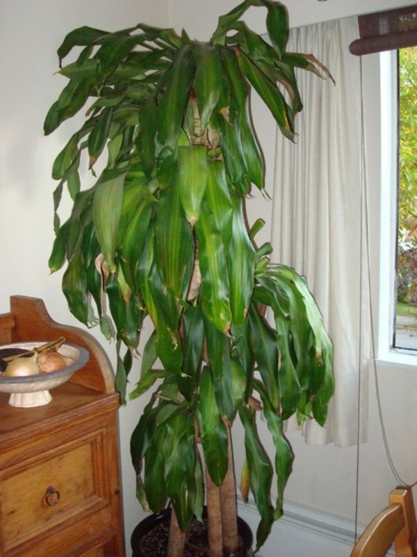 palmeiras-plantas-super-grandes-e-belas-cortinas brancas atrás