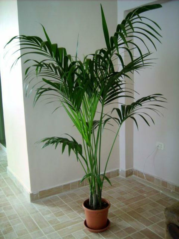 palmy - interiérové ​​rastliny - nádherný vzhľad bielej steny za sebou