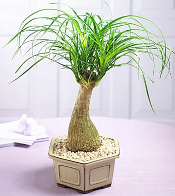 palm-tree-plants-krásny-look-super cool hrniec