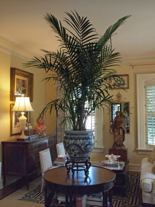 veľmi veľká krásna zelená palmová rastlina