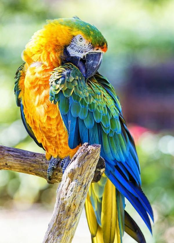 papagáj ARA-papagáje-buy-buy-papagáj, papagáj tapety farebné-papagei--