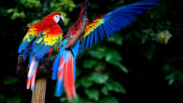 Parrot-ara-papagáje-buy-buy-papagáj, papagáj tapety farebné-papagei--