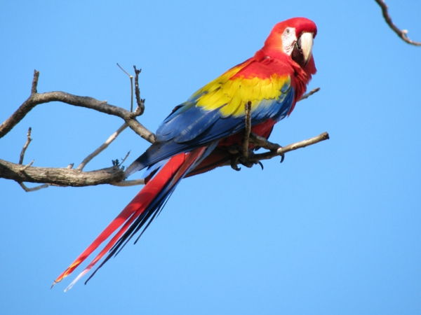 --papagei-ara-papagáje-buy-buy-papagáj, papagáj tapety farebné-papagei--