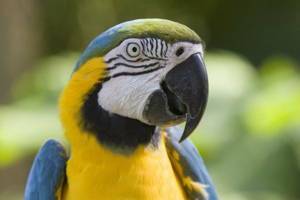 papagáj ara-- kúpiť papagáje papagáje --- buy-papagája tapety farebné Parrot