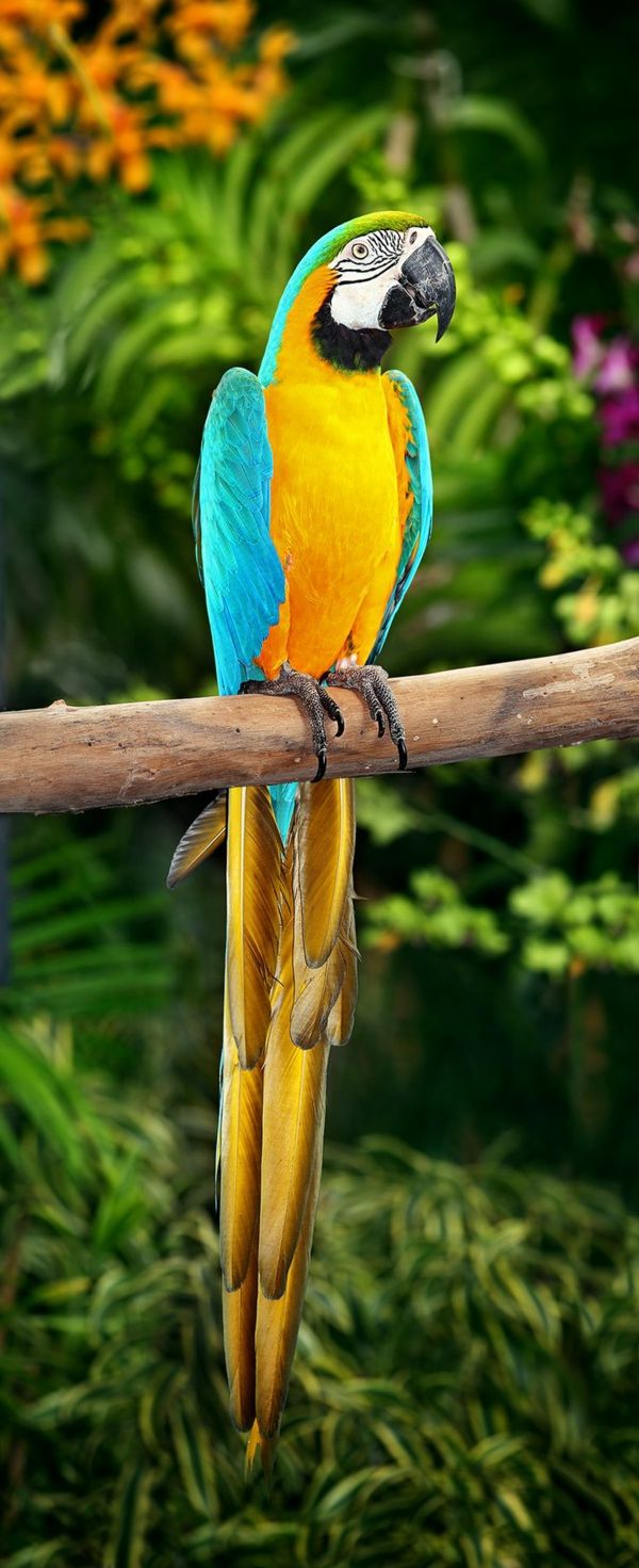 Parrot-ara-papagáje-buy-buy-papagája-papagája tapety farebné Parrot