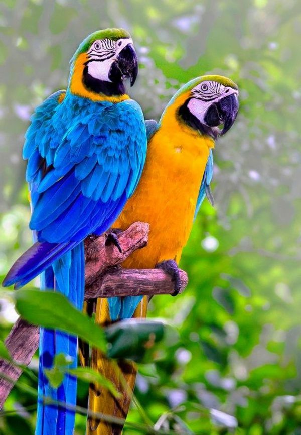 --papagei-ara-papagáje-buy-buy-papagája-papagája tapety farebné Parrot