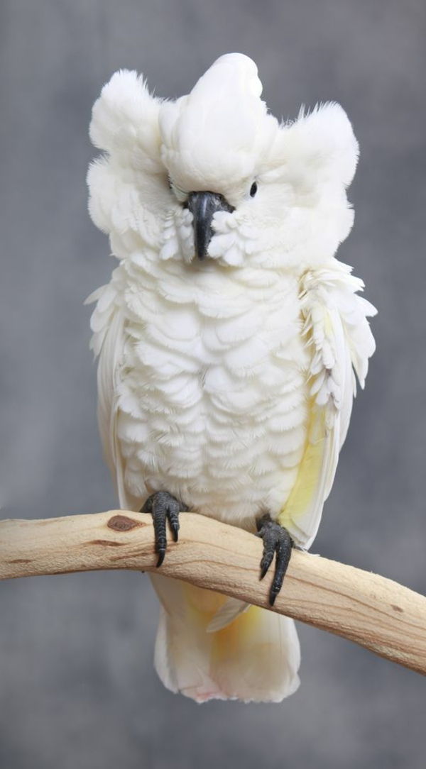 papuga kakadu biała tapeta