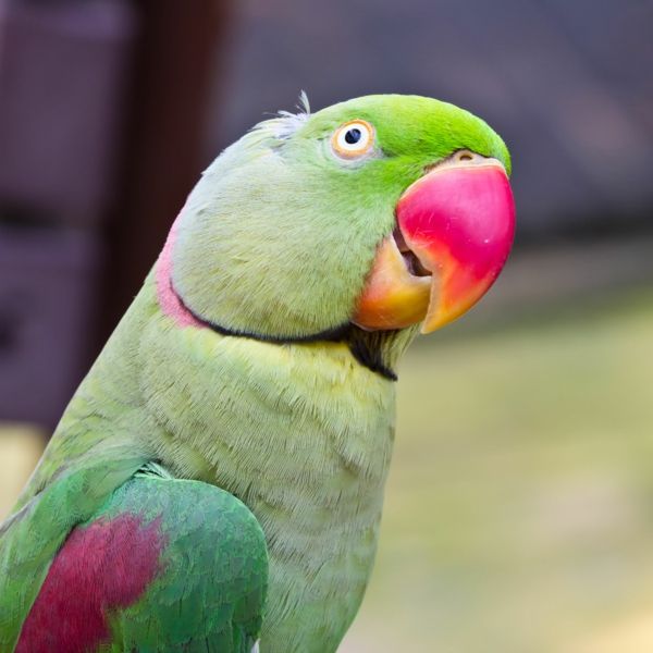 papegaai - buy-papegaai-buy-papegaai wallpaper kleurrijke-papegaaivissen