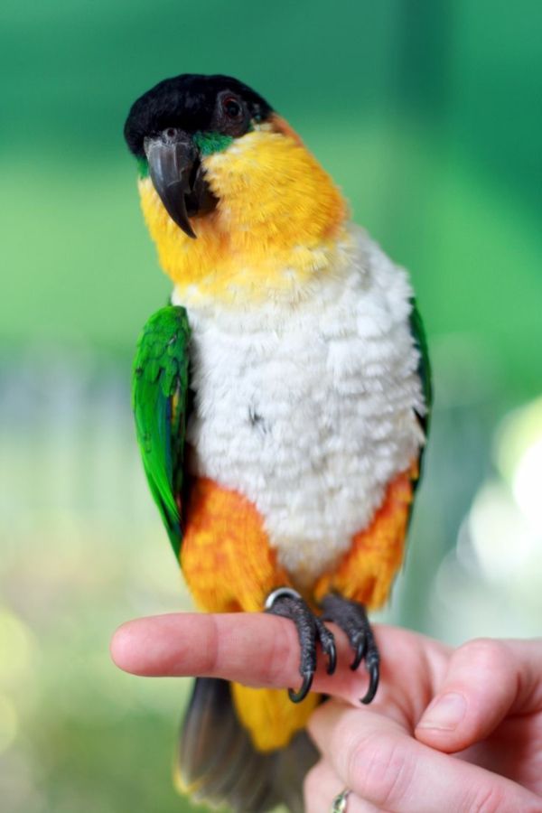 papuga, papuga-buy buy-papuga papugi kolorowe tapety-papagei--
