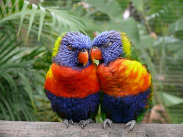Parrot Parrot Parrot-buy-buy-papegaai wallpaper kleurrijke-papegaaivissen