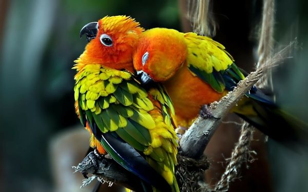 Parrot Parrot Parrot-buy buy papugi kolorowe tapety-papagei--