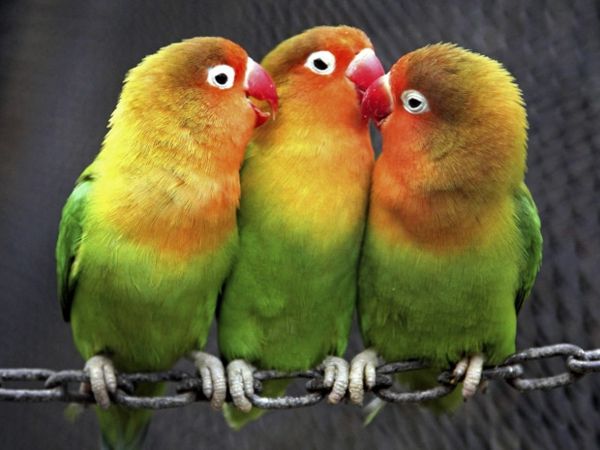 --papagei-papegaai-buy-buy-papegaai-papegaai wallpaper kleurrijke-papagei--