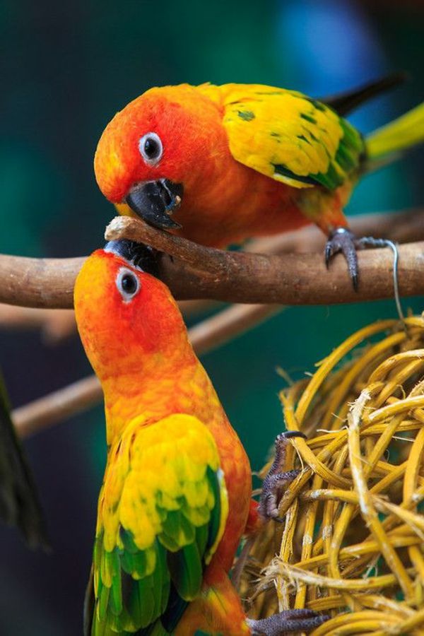 papuga, papuga-buy buy Parrot Parrot tapety Kolorowe papugi