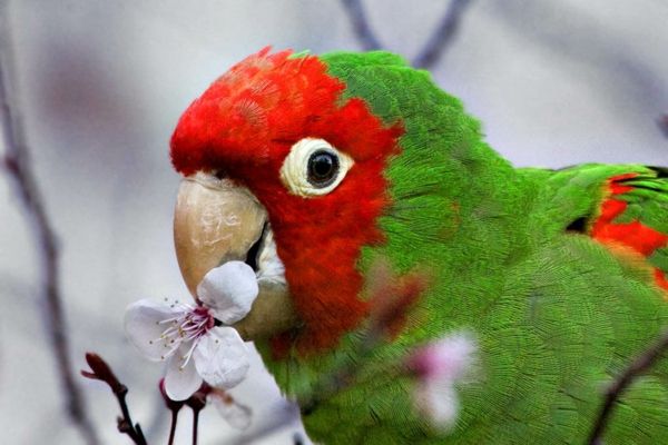 papegaai-papegaai-buy-buy-papegaai-papegaai wallpaper - Kleurrijke Papegaai