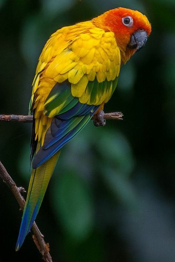 papuga, papuga buy buy-papuga - Parrot Parrot kolorowe tapety
