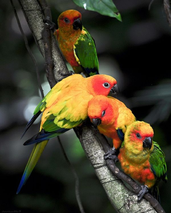 Parrot Parrot Parrot-kopen-kopen-papegaai wallpaper kleurrijke papegaai