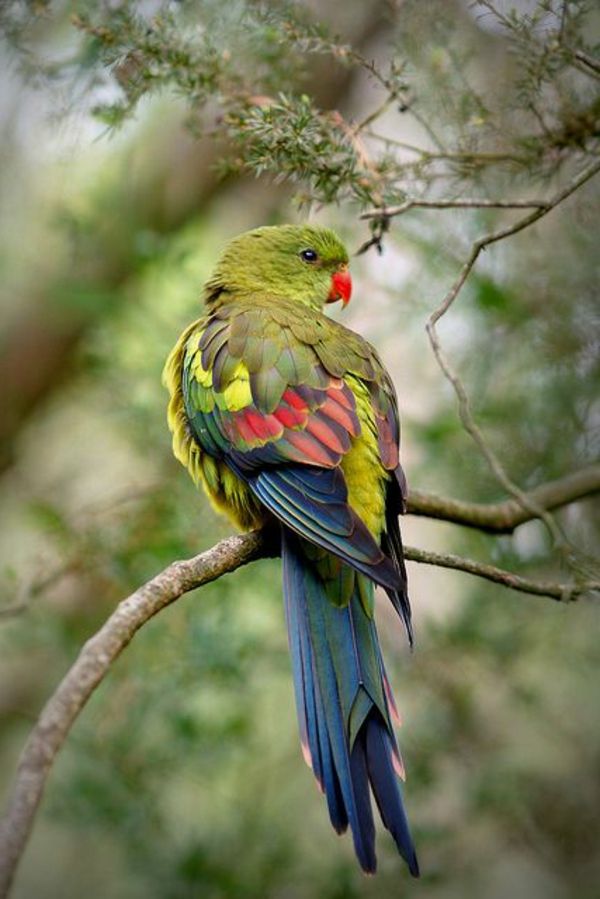--papagei-papegaai-buy-buy-papegaai-papegaai wallpaper kleurrijke Parrot